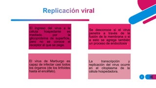 6
El ingreso del virus a la
célula hospedante es
mediado por la
glicoproteína de superficie,
pero no se conoce el
receptor al que se pega.
Se desconoce si el virus
penetra a través de la
fusión de la membrana o si
a esto se agrega también
un proceso de endocitosis.
El virus de Marburgo es
capaz de infectar casi todos
los órganos (de los linfoides
hasta el encéfalo).
La transcripción y
replicación del virus ocurre
en el citoplasma de la
célula hospedadora.
 