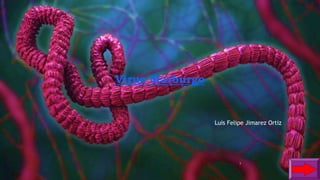 Virus Marburgo
Luis Felipe Jimarez Ortiz
1
 