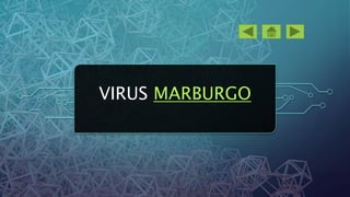 VIRUS MARBURGO
 