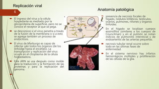 Replicación viral
 El ingreso del virus a la célula
hospedante es mediado por la
glicoproteína de superficie, pero no se
conoce el receptor al que se pega.
 se desconoce si el virus penetra a través
de la fusión de la membrana o si a esto
se agrega también un proceso de
endocitosis.
 El virus de Marburgo es capaz de
infectar casi todos los órganos (de los
linfoides hasta el encéfalo). La
transcripción y replicación del virus
ocurre en el citoplasma de la célula
hospedadora.
 Este ARN se usa después como molde
para la traducción y la formación de las
proteínas y para la replicación del
genoma.

 presencia de necrosis focales de
hígado, nódulos linfáticos, testículos,
ovarios, pulmones, riñones y órganos
linfoides.
 En el hígado se localizan cuerpos
eosinófilos (similares a los cuerpos de
Councilman) y en el pulmón se notan
indicios de pulmonitis intersticial y de
endoarteritis de las arterias pequeñas.
 necrosis tubular renal ocurre sobre
todo en las últimas fases de
enfermedad.
 En el sistema nervioso hay infartos
hemorrágicos múltiples y proliferación
de las células de la glía.
Anatomía patológica
6
 