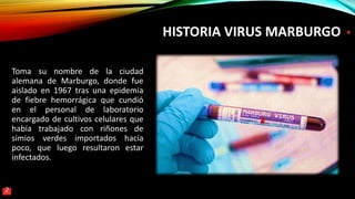 HISTORIA VIRUS MARBURGO
Toma su nombre de la ciudad
alemana de Marburgo, donde fue
aislado en 1967 tras una epidemia
de fiebre hemorrágica que cundió
en el personal de laboratorio
encargado de cultivos celulares que
había trabajado con riñones de
simios verdes importados hacía
poco, que luego resultaron estar
infectados.
2
 