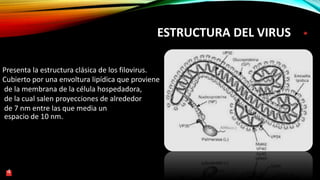 ESTRUCTURA DEL VIRUS
Presenta la estructura clásica de los filovirus.
Cubierto por una envoltura lipídica que proviene
de la membrana de la célula hospedadora,
de la cual salen proyecciones de alrededor
de 7 nm entre las que media un
espacio de 10 nm.
4
 
