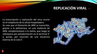 REPLICACIÓN VIRAL
La transcripción y replicación del virus ocurre
en el citoplasma de la célula hospedadora.
Se cree que el filamento de ARN se transcribe,
gracias a la polimerasa, en una molécula de
ARN, complementaria a la nativa, que luego se
sobrepone por poliadenilación en la terminal 3’
y, quizás, por inserción de una secuencia
externa de la cola 5’.
5
 