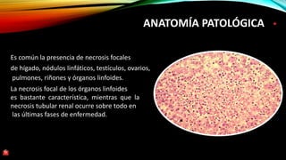 ANATOMÍA PATOLÓGICA
Es común la presencia de necrosis focales
de hígado, nódulos linfáticos, testículos, ovarios,
pulmones, riñones y órganos linfoides.
La necrosis focal de los órganos linfoides
es bastante característica, mientras que la
necrosis tubular renal ocurre sobre todo en
las últimas fases de enfermedad.
6
 