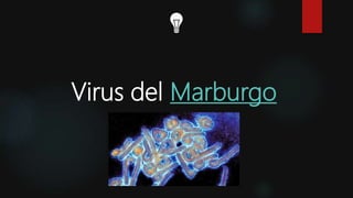Virus del Marburgo
 