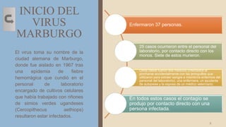 INICIO DEL
VIRUS
MARBURGO
Enfermaron 37 personas.
25 casos ocurrieron entre el personal del
laboratorio, por contacto directo con los
monos. Siete de estos murieron.
Otros casos fueron dos médicos (infectados al
pincharse accidentalmente con las jeringuillas que
utilizaron para extraer sangre a miembros enfermos del
personal del laboratorio), una enfermera, un ayudante
de autopsias y la esposa de un médico veterinario.
En todos estos casos el contagio se
produjo por contacto directo con una
persona infectada.
El virus toma su nombre de la
ciudad alemana de Marburgo,
donde fue aislado en 1967 tras
una epidemia de fiebre
hemorrágica que cundió en el
personal de laboratorio
encargado de cultivos celulares
que había trabajado con riñones
de simios verdes ugandeses
(Cercopithecus aethiops)
resultaron estar infectados.
3
 