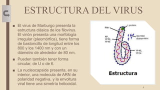 ESTRUCTURA DEL VIRUS
■ El virus de Marburgo presenta la
estructura clásica de los filovirus.
El virión presenta una morfología
irregular (pleomórfica), tiene forma
de bastoncillo de longitud entre los
800 y los 1400 nm y con un
diámetro de alrededor de 80 nm.
■ Pueden también tener forma
circular, de U o de 6.
■ La nucleocapside presenta, en su
interior, una molecula de ARN de
polaridad negativa, y la envoltura
viral tiene una simetría helicoidal.
6
 
