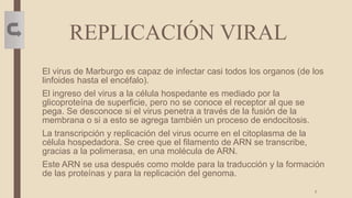 REPLICACIÓN VIRAL
El virus de Marburgo es capaz de infectar casi todos los organos (de los
linfoides hasta el encéfalo).
El ingreso del virus a la célula hospedante es mediado por la
glicoproteína de superficie, pero no se conoce el receptor al que se
pega. Se desconoce si el virus penetra a través de la fusión de la
membrana o si a esto se agrega también un proceso de endocitosis.
La transcripción y replicación del virus ocurre en el citoplasma de la
célula hospedadora. Se cree que el filamento de ARN se transcribe,
gracias a la polimerasa, en una molécula de ARN.
Este ARN se usa después como molde para la traducción y la formación
de las proteínas y para la replicación del genoma.
7
 
