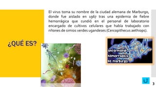 El virus toma su nombre de la ciudad alemana de Marburgo,
donde fue aislado en 1967 tras una epidemia de fiebre
hemorrágica que cundió en el personal de laboratorio
encargado de cultivos celulares que había trabajado con
riñones de simios verdes ugandeses (Cercopithecus aethiops).
3
 