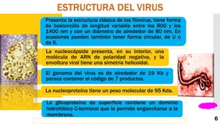 Presenta la estructura clásica de los filovirus, tiene forma
de bastoncillo de longitud variable entre los 800 y los
1400 nm y con un diámetro de alrededor de 80 nm. En
ocasiones pueden también tener forma circular, de U o
de 6.
La nucleocápside presenta, en su interior, una
molécula de ARN de polaridad negativa, y la
envoltura viral tiene una simetría helicoidal.
El genoma del virus es de alrededor de 19 Kb y
parece contener el código de 7 productos.
La nucleoproteína tiene un peso molecular de 95 Kda.
La glicoproteína de superficie contiene un dominio
hidrofóbico C-terminal que le permite engancharse a la
membrana.
6
 