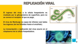 El ingreso del virus a la célula hospedante es
mediado por la glicoproteína de superficie, pero no
se conoce el receptor al que se pega.
El virus de Marburgo es capaz de infectar casi todos
los órganos (de los linfoides hasta el encéfalo).
La transcripción y replicación del virus ocurre en el
citoplasma de la célula hospedadora.
7
 