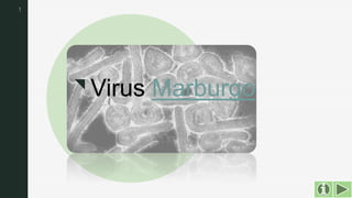z
Virus Marburgo
1
 