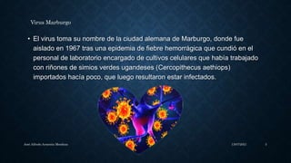 • El virus toma su nombre de la ciudad alemana de Marburgo, donde fue
aislado en 1967 tras una epidemia de fiebre hemorrágica que cundió en el
personal de laboratorio encargado de cultivos celulares que había trabajado
con riñones de simios verdes ugandeses (Cercopithecus aethiops)
importados hacía poco, que luego resultaron estar infectados.
13/07/2021
José Alfredo Armenta Mendoza 3
Virus Marburgo
 