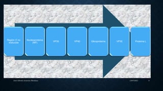 Región 3’ no
traducida
Nucleoproteína
(NP)
VP35 VP40 Glicoproteína VP30 Proteína L
13/07/2021
José Alfredo Armenta Mendoza 8
 