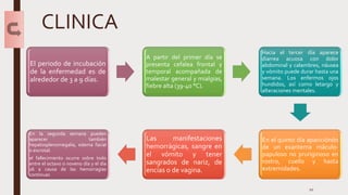 CLINICA
10
El periodo de incubación
de la enfermedad es de
alrededor de 3 a 9 días.
A partir del primer día se
presenta cefalea frontal y
temporal acompañada de
malestar general y mialgias,
fiebre alta (39-40 °C).
Hacia el tercer día aparece
diarrea acuosa con dolor
abdominal y calambres, náusea
y vómito puede durar hasta una
semana. Los enfermos ojos
hundidos, así como letargo y
alteraciones mentales.
En el quinto día apariciónón
de un exantema máculo-
papuloso no pruriginoso en
rostro, cuello y hasta
extremidades.
Las manifestaciones
hemorrágicas, sangre en
el vómito y tener
sangrados de nariz, de
encías o de vagina.
En la segunda semana pueden
aparecer también
hepatosplenomegalia, edema facial
o escrotal.
el fallecimiento ocurre sobre todo
entre el octavo o noveno día y el día
16 a causa de las hemorragias
continuas
 