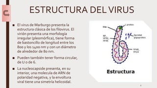 ESTRUCTURA DELVIRUS
■ El virus de Marburgo presenta la
estructura clásica de los filovirus. El
virión presenta una morfología
irregular (pleomórfica), tiene forma
de bastoncillo de longitud entre los
800 y los 1400 nm y con un diámetro
de alrededor de 80 nm.
■ Pueden también tener forma circular,
de U o de 6.
■ La nucleocapside presenta, en su
interior, una molecula de ARN de
polaridad negativa, y la envoltura
viral tiene una simetría helicoidal.
6
 