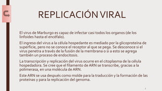 REPLICACIÓNVIRAL
El virus de Marburgo es capaz de infectar casi todos los organos (de los
linfoides hasta el encéfalo).
El ingreso del virus a la célula hospedante es mediado por la glicoproteína de
superficie, pero no se conoce el receptor al que se pega. Se desconoce si el
virus penetra a través de la fusión de la membrana o si a esto se agrega
también un proceso de endocitosis.
La transcripción y replicación del virus ocurre en el citoplasma de la célula
hospedadora. Se cree que el filamento de ARN se transcribe, gracias a la
polimerasa, en una molécula de ARN.
Este ARN se usa después como molde para la traducción y la formación de las
proteínas y para la replicación del genoma.
7
 