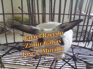 Rafael Racedo Zamir Galvis José L. Murillo 