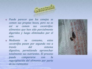 Alimentación Del ConejoEl conejo es un animal estrictamente herbívoro. Esto significa que su dieta se compone sólo de alimentos de origen vegetal: forrajes, verduras y frutas, además de sus subproductos. Por eso hay que darles cada día una mezcla de concentrado, forraje verde y heno.Con una dieta de este tipo se mantendrán sanos y vitales. Por lo demás, son amantes de un menú variado.El objetivo de una dieta equilibrada, es asegurar el máximo crecimiento y la mejor salud posible, evitando la caquexia(delgadez enfermiza) o la obesidad.