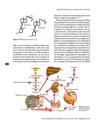 Barba EJR. Marcadores de remodelado óseo y osteoporosis



                                     CH3                                    plasmática, modula el control nuclear sobre el ciclo
                                                                            celular y programa la apoptosis.36,73-82
                                                                                Durante la exposición solar, los fotones UVB de
                                                                            la luz estimulan la conversión de 7-dehidrocoleste-
                        Vitamina D2                                         rol en la piel a precolecalciferol mediante fotolisis.
                      CH2                         Vitamina D3               Entonces, precolecalciferol es transformado en
                                                                            la epidermis a través de isomerización térmica
                                              CH2
                                                                            a colecalciferol. Colecalciferol selectivamente
          HO
                                                                            existe en la membrana plasmática de la piel en el
                                  HO                                        espacio extracelular para unirse con la proteína de
      F
      ­ igura 3. Molécula de vitamina D2 y D3.6
                                                                            transporte de la vitamina D en la cama capilar de la
                                                                            epidermis. Tanto ergocalciferol como colecalciferol
                                                                            son transportados al hígado con la misma afinidad
      lado, se une al receptor de vitamina D altamente                      que la proteína de transporte de la vitamina D, la
      expresado en los osteoblastos, dicha unión actúa                      cual provee de una alta afinidad y capacidad de re-
      como un factor de transcripción para la expresión                     serva, así como la regulación del acceso celular de la
      de los genes involucrados en la diferenciación y                      vitamina D y sus metabolitos (figura 4).36,82 Den-
      proliferación de los osteoblastos, así como de la                     tro del hígado, ergocalciferol y colecalciferol son
      producción de la matriz ósea. Por otra parte, las                     convertidos en sus correspondientes 25-hidroxi,
      acciones extranucleares de esta unión consisten en                    derivados de la enzima 25-hidroxilasa. El metabo-
      la estimulación de las actividades de la membrana                     lito circulante [25-hidroxivitamina D (25OHD)]
126
                                                                                                           Excreción
                                      Luz ultravioleta
                                           solar                 Vitamina D-25-hidroxilasa
                                                                  Hígado                                      Bilis

                                   7-dehidrocolesterol
                                Piel                                                                   Ácido calcitroico
                                                                             25 (OH) D
                                                                      Mayor metabolito circulante
      Fotoproductos inactivos          Previtamina D3                                                24-Ohasa
                                                                        1-Ohasa
                                        Vitamina D3
                                                                                          1,25(OH)2D
                                       Vitamina D                                                   Absorción de calcio
                                                                         Riñones
                                       Circulación                                                      Intestino
                                                         1,25(OH)2D
          Resorción de calcio
                             Preosteoclasto

                                     www.medigraphic.org.mx
                                 Osteoblasto
                                                                                                        Calcio
                           RANK                                        Paratiroides
                             RANKL                                     Parathormona
                                Osteoclasto                                                                                Figura 4. Metabo-
                                                                                                       Ca2+ y HPO42-
                                                Calcificación                                          absorción           lismo de la vitamina
                   Ca y HPO4
                      2+        2-
                                                                           Ca2+ y P sanguíneo                              D y el calcio.36,81




                                                         Rev Mex Patol Clin, Vol. 58, Núm. 3, pp 113-137 • Julio - Septiembre, 2011
 