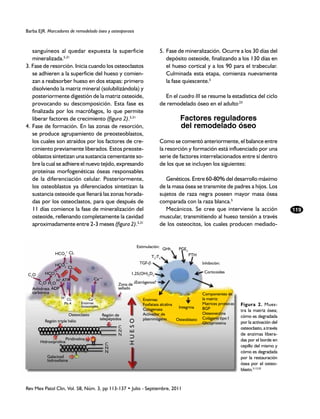 Barba EJR. Marcadores de remodelado óseo y osteoporosis



   sanguíneos al quedar expuesta la superficie                                        5. 	Fase de mineralización. Ocurre a los 30 días del
   mineralizada.5,31                                                                      depósito osteoide, finalizando a los 130 días en
3. Fase de resorción. Inicia cuando los osteoclastos                                      el hueso cortical y a los 90 para el trabecular.
   se adhieren a la superficie del hueso y comien-                                        Culminada esta etapa, comienza nuevamente
   zan a reabsorber hueso en dos etapas: primero                                          la fase quiescente.5
Este documento es elaborado(solubilizándola) y
   disolviendo la matriz mineral por Medigraphic
   posteriormente digestión de la matriz osteoide,                                      En el cuadro III se resume la estadística del ciclo
   provocando su descomposición. Esta fase es                                         de remodelado óseo en el adulto.23
   finalizada por los macrófagos, lo que permite
   liberar factores de crecimiento (figura 2).5,31                                             Factores reguladores
4. Fase de formación. En las zonas de resorción,                                               del remodelado óseo
   se produce agrupamiento de preosteoblastos,
   los cuales son atraídos por los factores de cre-                                   Como se comentó anteriormente, el balance entre
   cimiento previamente liberados. Estos preoste-                                     la resorción y formación está influenciado por una
   oblastos sintetizan una sustancia cementante so-                                   serie de factores interrelacionados entre sí dentro
   bre la cual se adhiere el nuevo tejido, expresando                                 de los que se incluyen los siguientes:
   proteínas morfogenéticas óseas responsables
   de la diferenciación celular. Posteriormente,                                         Genéticos. Entre 60-80% del desarrollo máximo
   los osteoblastos ya diferenciados sintetizan la                                    de la masa ósea se transmite de padres a hijos. Los
   sustancia osteoide que llenará las zonas horada-                                   sujetos de raza negra poseen mayor masa ósea
   das por los osteoclastos, para que después de                                      comparada con la raza blanca.5
   11 días comience la fase de mineralización del                                        Mecánicos. Se cree que interviene la acción                    119
   osteoide, rellenando completamente la cavidad                                      muscular, transmitiendo al hueso tensión a través
   aproximadamente entre 2-3 meses (figura 2).5,31                                    de los osteocitos, los cuales producen mediado-


                                                                      Estimulación:
                                                                                       GHh    PGE2
               HCO3- CL
                       -

                                                                               T3-T4                 PTH

               HCO -                                                   TGF-b                               Inhibición:
                       3   CL-
 C2O     HCO -3
                                                                1,25(OH)2D3                                 Corticoides
                  H ATP
                   +                     Ca++
      C2O H2O                                            Zona de ¿Estrógenos?
   Anhidrasa ADP                                         sellado
   carbónica                                                                                               Componentes de
                   H+ CL-             Ca++                               Enzimas:                          la matriz:
                    Ph-4         Enzimas                                 Fosfatasa alcalina                Matrices proteicas   Figura 2. Mues-
                                 lisosomales                                                 Integrina
                                                                         Colagenasa                        BGP                  tra la matriz ósea;
                       Osteoclasto              Región de                Activador de                      Osteonectina
                                               telepéptidos                                                Colágeno tipo I      cómo es degradada
                                                                         plasminógeno       Osteoblasto

                                           www.medigraphic.org.mx
         Región triple hélix
                                                              HUESO




                                                                                                           Glicoproteína        por la activación del
                                                         C                                                                      osteoclasto, a través
                                                         N
                                                         N                                                                      de enzimas libera-
                        Piridinolina                                                                                            das por el borde en
       Hidroxiprolina
                                                 C                                                                              cepillo del mismo y
                                                 N
                                                 N                                                                              cómo es degradada
          Galactosil                                                                                                            por la restauración
          hidroxilisina
                                                                                                                                ósea por el osteo-
                                                                                                                                blasto.5,13,32


Rev Mex Patol Clin, Vol. 58, Núm. 3, pp 113-137 • Julio - Septiembre, 2011
 