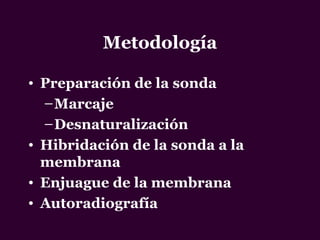 Metodología
• Preparación de la sonda
–Marcaje
–Desnaturalización
• Hibridación de la sonda a la
membrana
• Enjuague de la membrana
• Autoradiografía
 