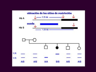 sondasonda
ubicaciubicación de los sitios de restricciónón de los sitios de restricción
 