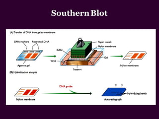 SouthernBlot
 