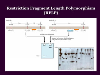 Restriction Fragment Length Polymorphism
(RFLP)
 