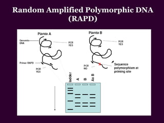 Random Amplified Polymorphic DNA
(RAPD)
 