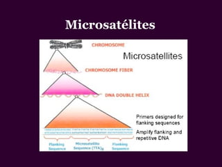 Microsatélites
 