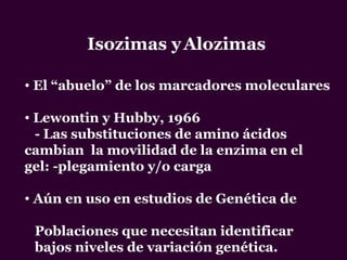 Isozimas yAlozimas
• El “abuelo” de los marcadores moleculares
• Lewontin y Hubby, 1966
- Las substituciones de amino ácidos
cambian la movilidad de la enzima en el
gel: -plegamiento y/o carga
• Aún en uso en estudios de Genética de
Poblaciones que necesitan identificar
bajos niveles de variación genética.
 