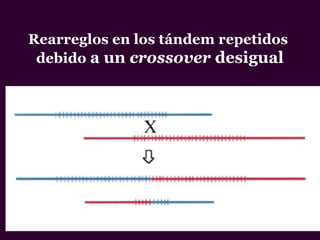 Rearreglos en los tándem repetidos
debido a un crossover desigual
 