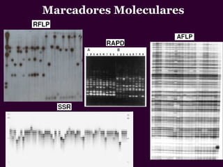 Marcadores Moleculares
 