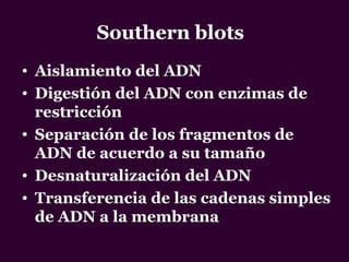 Southern blots
• Aislamiento del ADN
• Digestión del ADN con enzimas de
restricción
• Separación de los fragmentos de
ADN de acuerdo a su tamaño
• Desnaturalización del ADN
• Transferencia de las cadenas simples
de ADN a la membrana
 