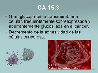 • Gran glucoproteína transmembrana
celular, frecuentemente sobreexpresada y
aberrantemente glucosilada en el cáncer.
• Decremento de la adhesividad de las
células cancerosa.
CA 15.3
 