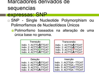 Marcadores derivados de
sequencias
expressas: SNP


SNP - Single Nucleotide Polymorphism ou
Polimorfismos de Nucleotídeos Únicos
 Polimorfismo

baseados na alteração de uma
única base no genoma.

 