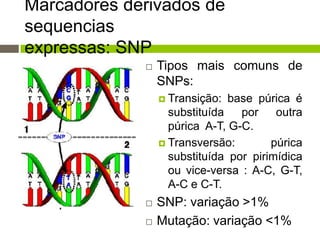 Marcadores derivados de
sequencias
expressas: SNP


Tipos mais comuns de
SNPs:
 Transição:

base púrica é
substituída
por
outra
púrica A-T, G-C.
 Transversão:
púrica
substituída por pirimídica
ou vice-versa : A-C, G-T,
A-C e C-T.



SNP: variação >1%
Mutação: variação <1%

 