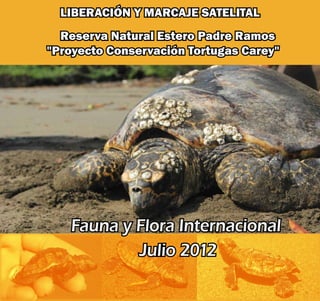 LIBERACIÓN Y MARCAJE SATELITAL
Reserva Natural Estero Padre Ramos
"Proyecto Conservación Tortugas Carey"
Fauna y Flora Internacional
Julio 2012
 