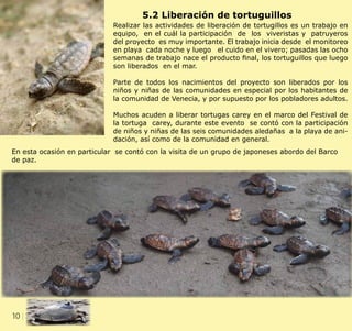 10 CLIENT.	 CRS PORTFOLIO TEMPLATE
WEB. 	 www.crsindesigntemplates.com
5.2 Liberación de tortuguillos
Realizar las actividades de liberación de tortugillos es un trabajo en
equipo, en el cuál la participación de los viveristas y patruyeros
del proyecto es muy importante. El trabajo inicia desde el monitoreo
en playa cada noche y luego el cuido en el vivero; pasadas las ocho
semanas de trabajo nace el producto final, los tortuguillos que luego
son liberados en el mar.
Parte de todos los nacimientos del proyecto son liberados por los
niños y niñas de las comunidades en especial por los habitantes de
la comunidad de Venecia, y por supuesto por los pobladores adultos.
Muchos acuden a liberar tortugas carey en el marco del Festival de
la tortuga carey, durante este evento se contó con la participación
de niños y niñas de las seis comunidades aledañas a la playa de ani-
dación, así como de la comunidad en general.
En esta ocasión en particular se contó con la visita de un grupo de japoneses abordo del Barco
de paz.
 