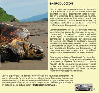 3CLIENT. CRS PORTFOLIO TEMPLATE
WEB. www.crsindesigntemplates.com
INTRODUCCIÒN
Las tortugas marinas representan un elemento
muy importante de la biodiversidad mundial, las
distintas especies desempeñan roles ecológi-
cos en la dinámica de los ecosistemas marinos,
además estas especies han jugado un rol muy
importante en la cultura y economía de las co-
munidades costeras a través del uso extractivo
o el turismo en tiempos más recientes.
Lamentablemente todas las tortugas marinas
que visitan las costas de Nicaragua se encuen-
tran en peligro de extinción. La pesca incidental
de tortugas, el saqueo de nidos para fines
comerciales o alimenticios por comunidades
adyacentes a las playas de anidación, matanza
indiscriminada para consumo de carne, huevos
y elaboración de joyerías, la contaminación de
sus hábitats por desechos no degradables y el
poco conocimiento acerca del estado actual han
propiciado el decrecimiento de estas especies.
Para las comunidades Aledañas al Proyecto Con-
servación Tortugas Carey, este ha representado
una fuente de ingresos económicos, la identi-
ficación de la problemática ambiental y social
en las comunidades, ademàs de generarles un
espacio de participición, asì como de forta-
lecimiento y educaciòn ambiental.
Desde el proyecto se aplican metodologías de educación ambiental ya
sea en el ámbito formal y el no formal, mediante festivales, liberaciones
masivas de tortuguitas y el marcaje satelital de tortugas adultas, que nos
permitan poder conocer parte de la migraciòn de las tortugas marinas y
en especial de la tortuga carey (Eretmochelys imbricata).
 