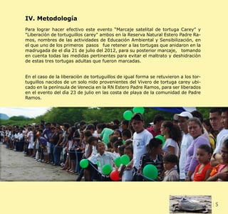 5CLIENT. CRS PORTFOLIO TEMPLATE
WEB. www.crsindesigntemplates.com
IV. Metodología
Para lograr hacer efectivo este evento “Marcaje satelital de tortuga Carey” y
"Liberaciòn de tortuguillos carey" ambos en la Reserva Natural Estero Padre Ra-
mos, nombres de las actividades de Educación Ambiental y Sensibilización, en
el que uno de los primeros pasos fue retener a las tortugas que anidaron en la
madrugada de el dìa 21 de julio del 2012, para su posterior marcaje, tomando
en cuenta todas las medidas pertinentes para evitar el maltrato y deshidraciòn
de estas tres tortugas adultas que fueron marcadas.
En el caso de la liberaciòn de tortuguillos de igual forma se retuvieron a los tor-
tuguillos nacidos de un solo nido provenientes del Vivero de tortuga carey ubi-
cado en la penìnsula de Venecia en la RN Estero Padre Ramos, para ser liberados
en el evento del dìa 23 de julio en las costa de playa de la comunidad de Padre
Ramos.
 