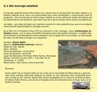 7CLIENT. CRS PORTFOLIO TEMPLATE
WEB. www.crsindesigntemplates.com
5.1 Del marcaje satelital
El marcaje satelital otorga información muy valiosa para la conservación de estos reptiles y su
hábitat, además sirve como una oportunidad para crear sensibilidad y comunicación para el
programa. Pero el marcaje no tiene ningun sentido si no hay esfuerzos locales de toda la red
de colaboradores del proyecto, que hacen que día a día la tortuga carey tenga una esperanza.
Los datos que estas tortugas van a generar estarán en www.seaturtle.org, que es una página
Internacional especializada en tortugas marinas.
En el 2012 en el Proyecto Carey (FFI) se marcaron a tres tortugas carey (Eretmochelys im-
bricata) adultas con el apoyo de ICAPO (Iniciativa Carey del pacìfico Oriental y la NOAA (Na-
tional Oceanic and Atmospheric Administration) más el apoyo de la comunidad. La información
de cada una de estas tortugas es la siguiente:
Nombre: Sandy Ajalin
Especie: Eretmochelys imbricata (Carey)
Etapa de Vida: Adulto
Sexo: Hembra
Fecha de liberación: 21/07/2012
Hora de liberación: 09:45:00
Lugar de liberación: RN Estero Padre Ramos, Nicaragua
Marcas: PG 633/ PG 634, (PIT = 132-248-174 A)
Transmisor #: 23659
Observación: Esta marca nunca transmitió
Resumen:
Sandy Ajalin fue el nombre dado por los niños de la comunidad de Padre Ramos a esta tor-
tuga carey hembra capturada después de anidar en dos ocasiones esta temporada 2012
con un total de 267 huevos. Estos nidos fueron protegidos en un vivero en la Reserva Natu-
ral Estero Padre Ramos, uno de los principales sitios de anidación de la tortuga carey en el
Pacífico Oriental.
 