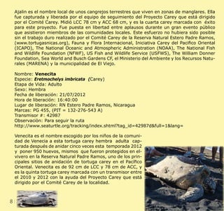 8 CLIENT.	 CRS PORTFOLIO TEMPLATE
WEB. 	 www.crsindesigntemplates.com
Ajalin es el nombre local de unos cangrejos terrestres que viven en zonas de manglares. Ella
fue capturada y liberada por el equipo de seguimiento del Proyecto Carey que está dirigido
por el Comité Carey. Midió LCC 78 cm y ACC 68 cm, y es la cuarta carey marcada con éxito
para este proyecto. Fue puesta en libertad entre aplausos durante un gran evento público
que asistieron miembros de las comunidades locales. Este esfuerzo no hubiera sido posible
sin el trabajo duro realizado por el Comité Carey de la Reserva Natural Estero Padre Ramos,
(www.tortugasnicas.org), Fauna y Flora Internacional, Iniciativa Carey del Pacifico Oriental
(ICAPO), The National Oceanic and Atmospheric Administration (NOAA), The National Fish
and Wildlife Foundation (NFWF), US Fish and Wildlife Service (USFWS), The William Donner
Foundation, Sea World and Busch Gardens CF, el Ministerio del Ambiente y los Recursos Natu-
rales (MARENA) y la municipalidad de El Viejo.
Nombre: Venecita
Especie: Eretmochelys imbricata (Carey)
Etapa de Vida: Adulto
Sexo: Hembra
Fecha de liberación: 21/07/2012
Hora de liberación: 16:40:00
Lugar de liberación: RN Estero Padre Ramos, Nicaragua
Marcas: PG 455, (PIT = 132-276-543 A)
Transmisor #: 42987
Observaciòn: Para seguir la ruta
http://www.seaturtle.org/tracking/index.shtml?tag_id=42987d&full=1&lang=
Venecita es el nombre escogido por los niños de la comuni-
dad de Venecia a esta tortuga carey hembra adulta cap-
turada después de anidar cinco veces esta temporada 2012
y poner 950 huevos, mismos que fueron protegidos en el-
vivero en la Reserva Natural Padre Ramos, uno de los prin-
cipales sitios de anidación de tortuga carey en el Pacífico
Oriental. Venecita es de 92 cm de LCC y 78 cm de ACC, y
es la quinta tortuga carey marcada con un transmisor entre
el 2010 y 2012 con la ayuda del Proyecto Carey que está
dirigido por el Comité Carey de la localidad.
 