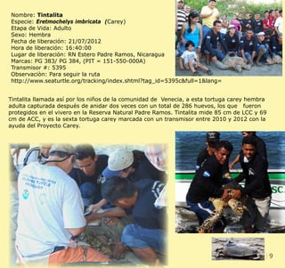 9CLIENT. CRS PORTFOLIO TEMPLATE
WEB. www.crsindesigntemplates.com
Nombre: Tintalita
Especie: Eretmochelys imbricata (Carey)
Etapa de Vida: Adulto
Sexo: Hembra
Fecha de liberación: 21/07/2012
Hora de liberación: 16:40:00
Lugar de liberación: RN Estero Padre Ramos, Nicaragua
Marcas: PG 383/ PG 384, (PIT = 151-550-000A)
Transmisor #: 5395
Observaciòn: Para seguir la ruta
http://www.seaturtle.org/tracking/index.shtml?tag_id=5395c&full=1&lang=
Tintalita llamada así por los niños de la comunidad de Venecia, a esta tortuga carey hembra
adulta capturada después de anidar dos veces con un total de 286 huevos, los que fueron
protegidos en el vivero en la Reserva Natural Padre Ramos. Tintalita mide 85 cm de LCC y 69
cm de ACC, y es la sexta tortuga carey marcada con un transmisor entre 2010 y 2012 con la
ayuda del Proyecto Carey.
 