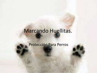 Marcando Huellitas.

 Protección Para Perros
 