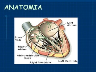 ANATOMIA 