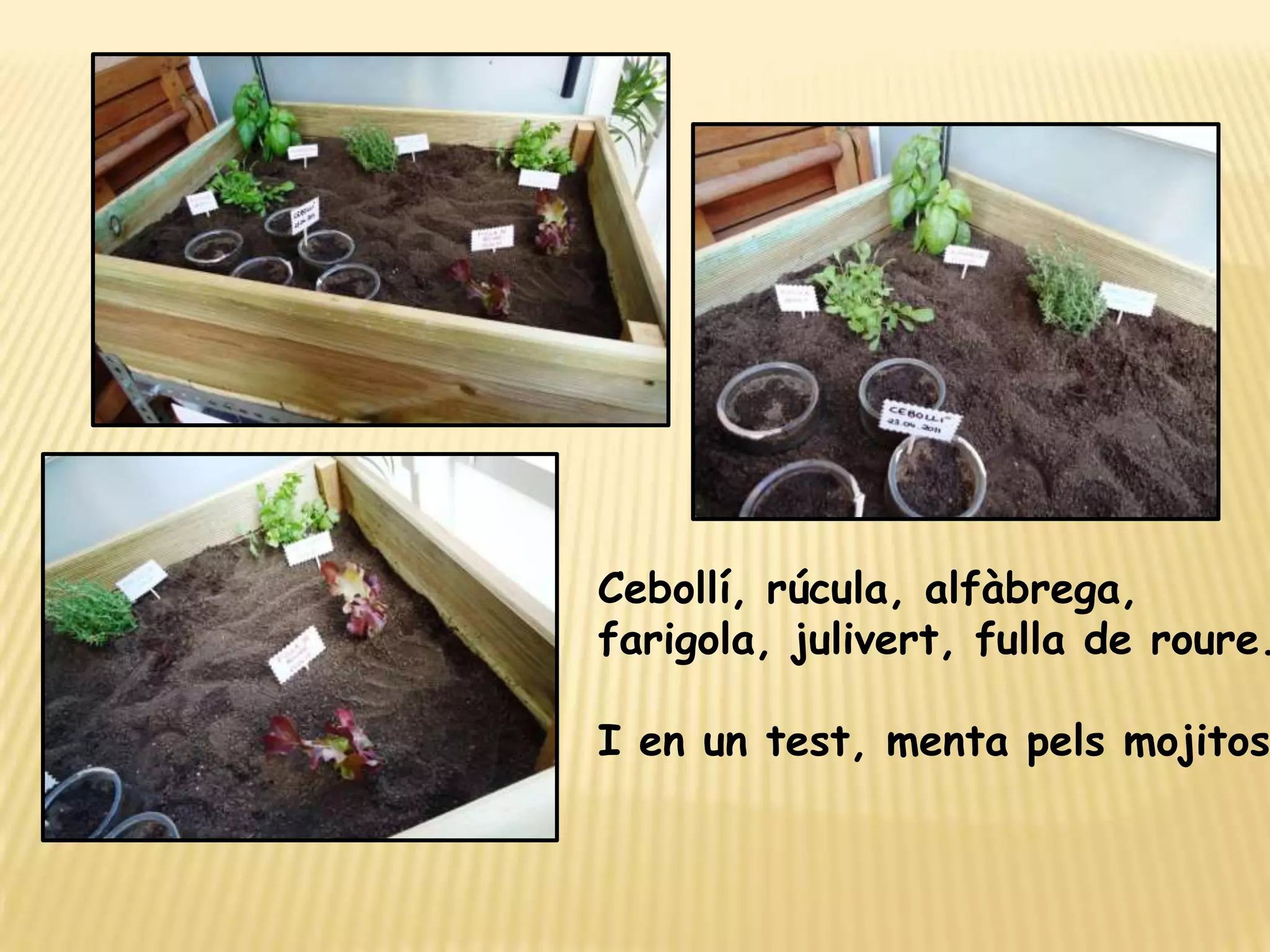 Cebollí, rúcula, alfàbrega, farigola, julivert, fulla de roure...I en un test, menta pels mojitos!!