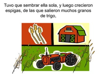 Tuvo que sembrar ella sola, y luego crecieron
espigas, de las que salieron muchos granos
de trigo,
 