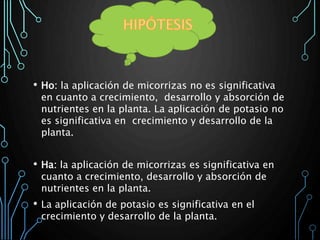 • Ho: la aplicación de micorrizas no es significativa
en cuanto a crecimiento, desarrollo y absorción de
nutrientes en la planta. La aplicación de potasio no
es significativa en crecimiento y desarrollo de la
planta.
• Ha: la aplicación de micorrizas es significativa en
cuanto a crecimiento, desarrollo y absorción de
nutrientes en la planta.
• La aplicación de potasio es significativa en el
crecimiento y desarrollo de la planta.
 